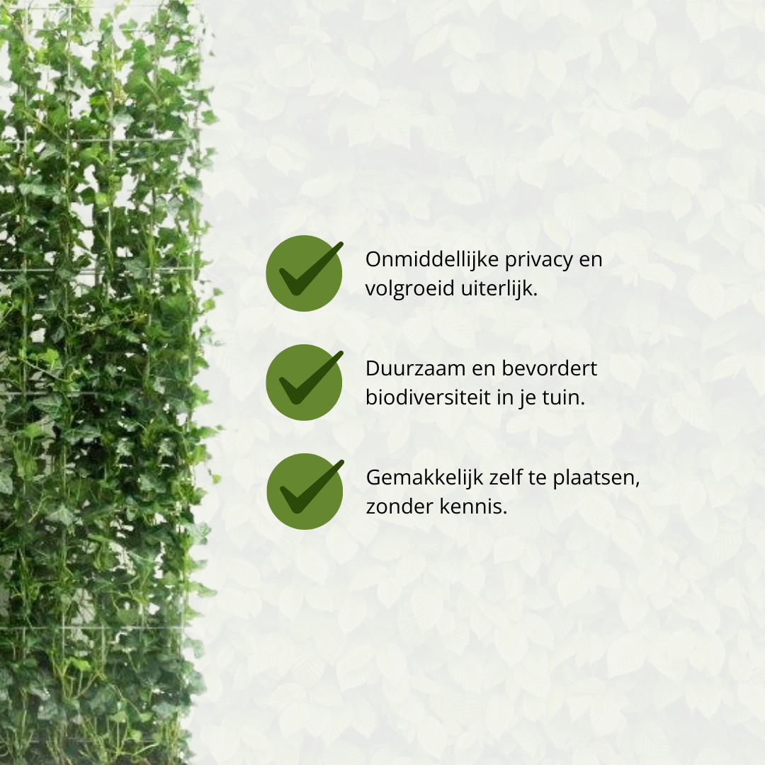 Hedge to go Hedera Hibernica - Klimop - Kant-en-Klaar Haag |  ↔120cm - ↨150 cm (8718868535702)