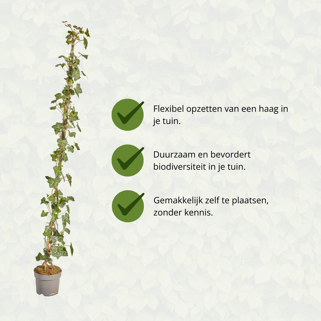 Hedge to go Hedera Hibernica - Klimop - Gestokt - ↨125 - 150 cm (8718868535009)
