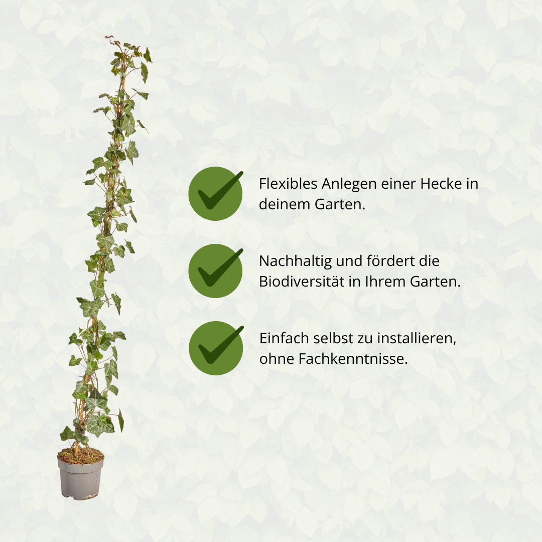 Hedge to go Hedera Hibernica - Klimop - Gestokt - ↨125 - 150 cm (8718868535009)