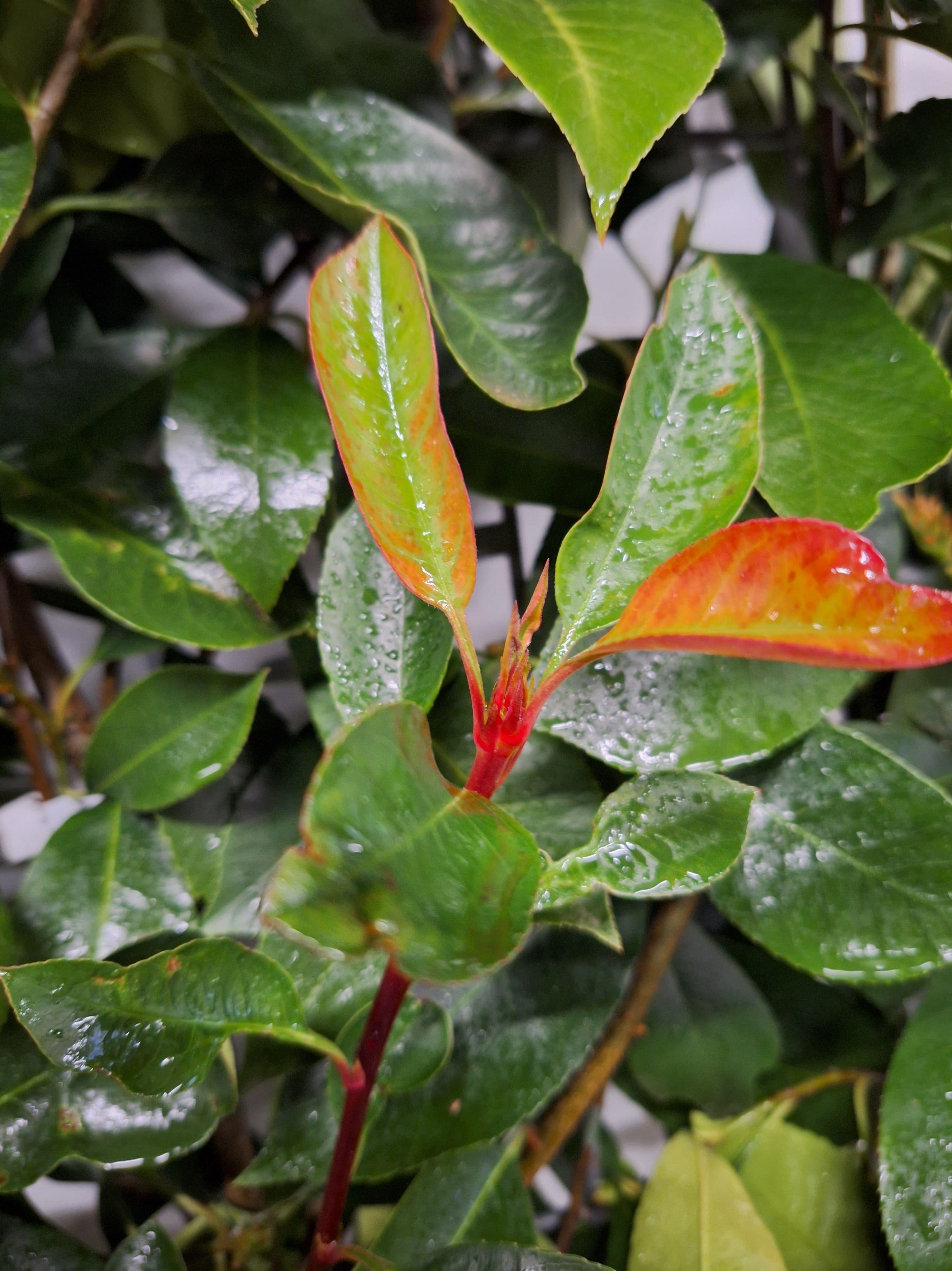 Hedge to go Photinia Fraseri 'Red Robin' - Glansmispel - Kant-en-Klaar Haag - 120 x 180 cm (8718868535726)