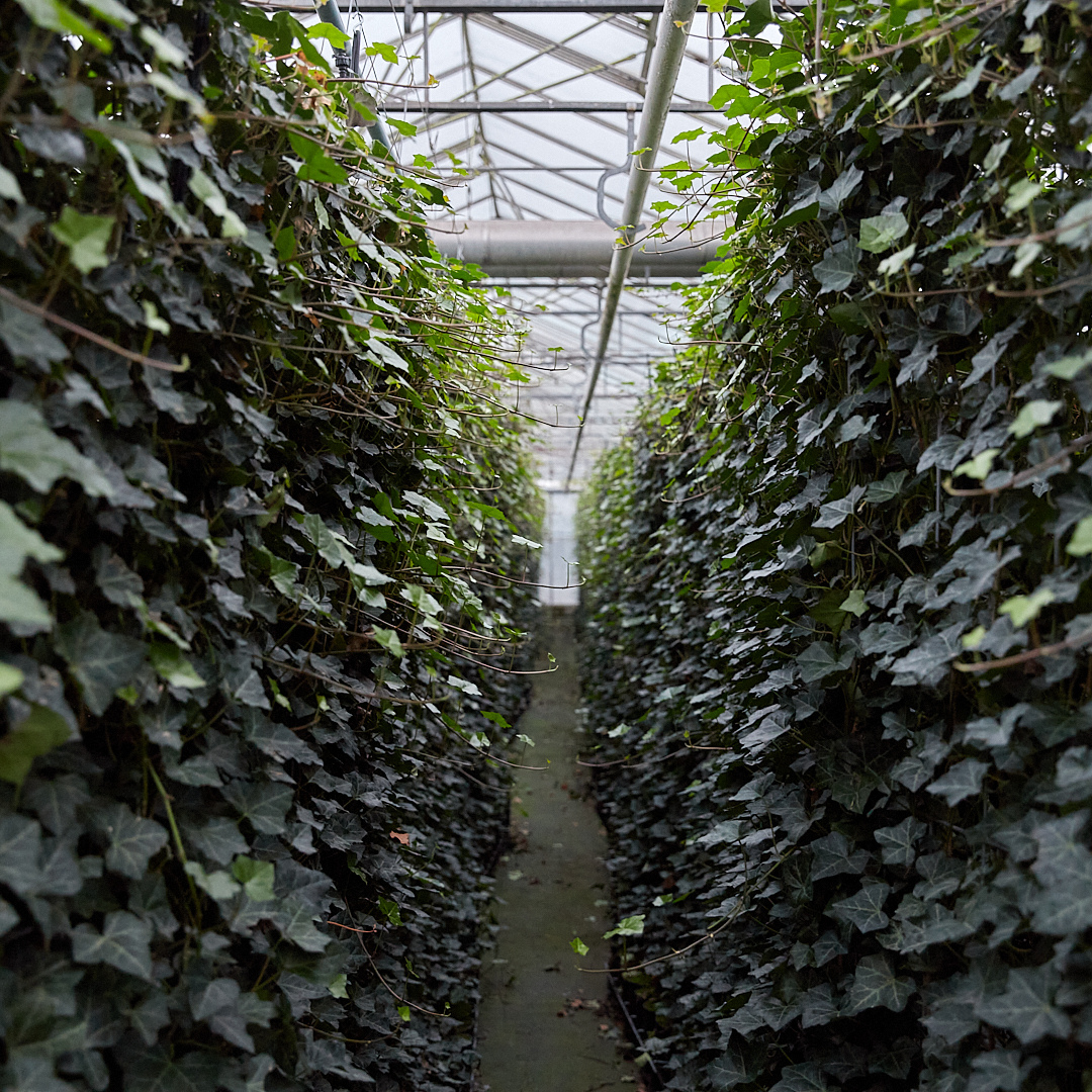 Hedge to go Hedera Hibernica - Klimop - Kant-en-Klaar Haag |  ↔120cm - ↨120 cm (8718868535689)