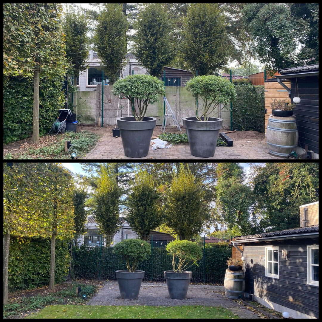 Hedge to go Hedera Hibernica - Klimop - Kant-en-Klaar Haag |  ↔120cm - ↨120 cm (8718868535689)