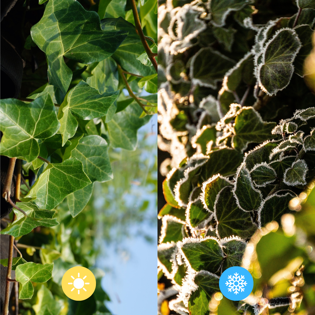Hedge to go Hedera Hibernica - Klimop - Kant-en-Klaar Haag |  ↔120cm - ↨120 cm (8718868535689)