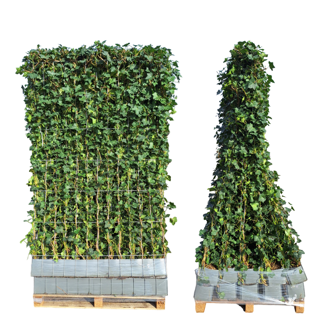 Hedge to go Hedera Hibernica - Klimop - Kant-en-Klaar Haag |  ↔120cm - ↨120 cm (8718868535689)