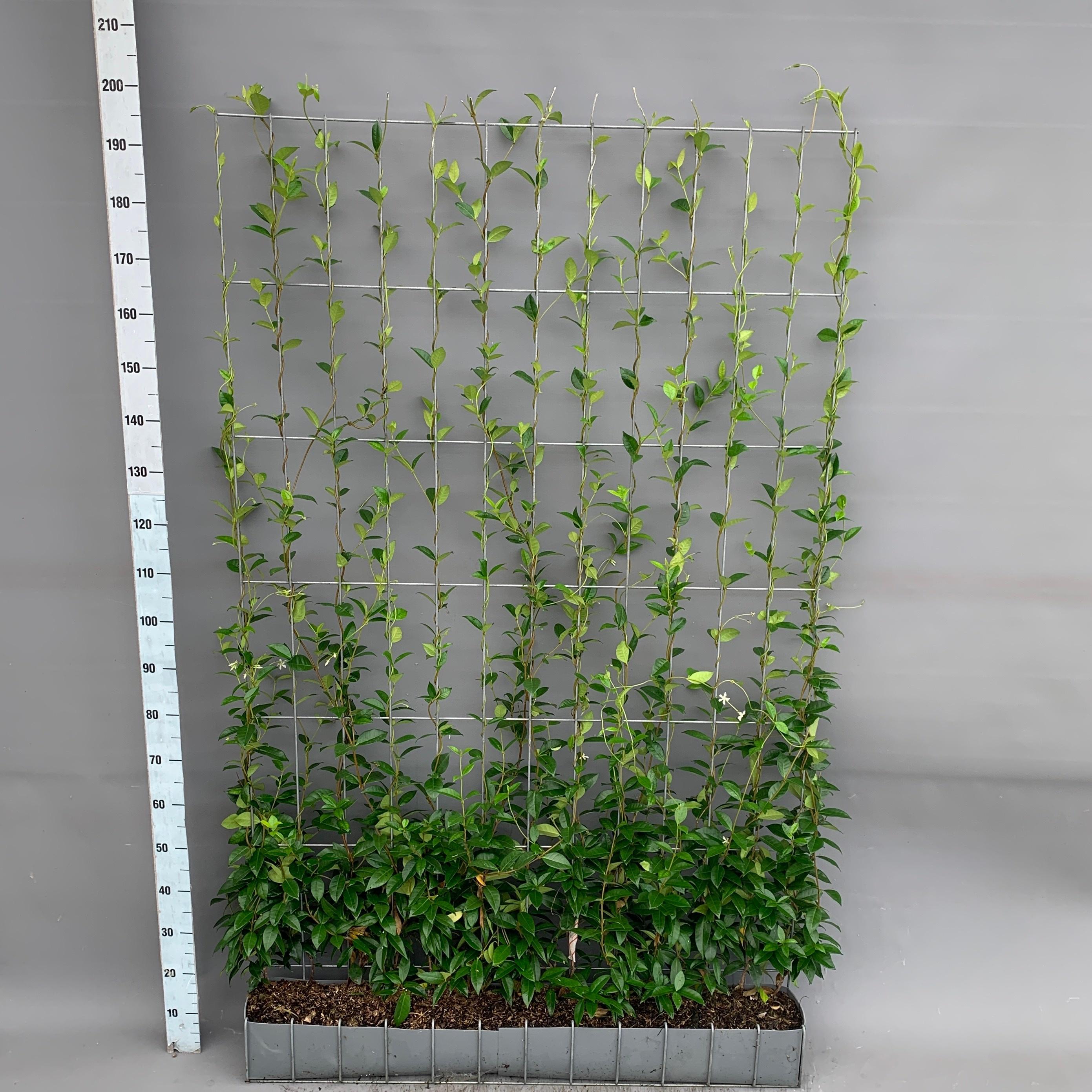Hedge to go Trachelospermum - Toscaanse Jasmijn - Kant-en-Klaar Haag - 120 x 180 cm (8718868535887)