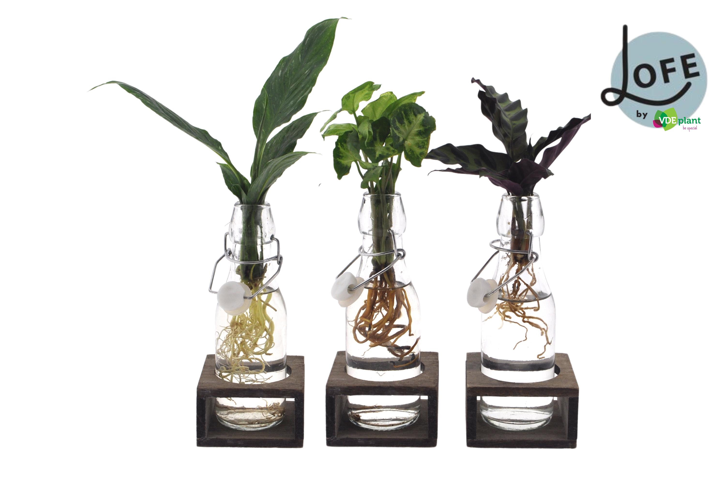 Intenz Mix in Ann Glas (witte dop) + Naturel Single - 3 stuks - Ø7cm - ↕25cm (45634)