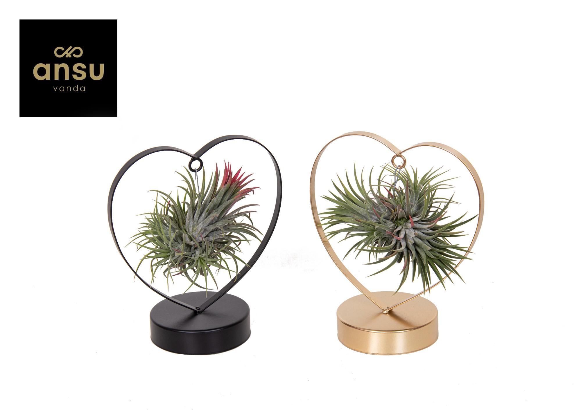 Tillandsia Love Edition Zwart/Goud Mix - 2 stuks - Ø10,5cm - ↕21cm (45639)