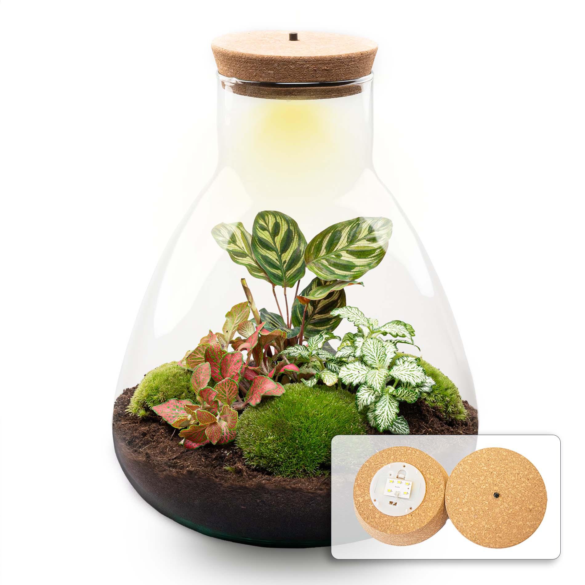 DIY terrarium - Sam Calathea with Light - ↕ 30 cm - Normal (8720726958349)