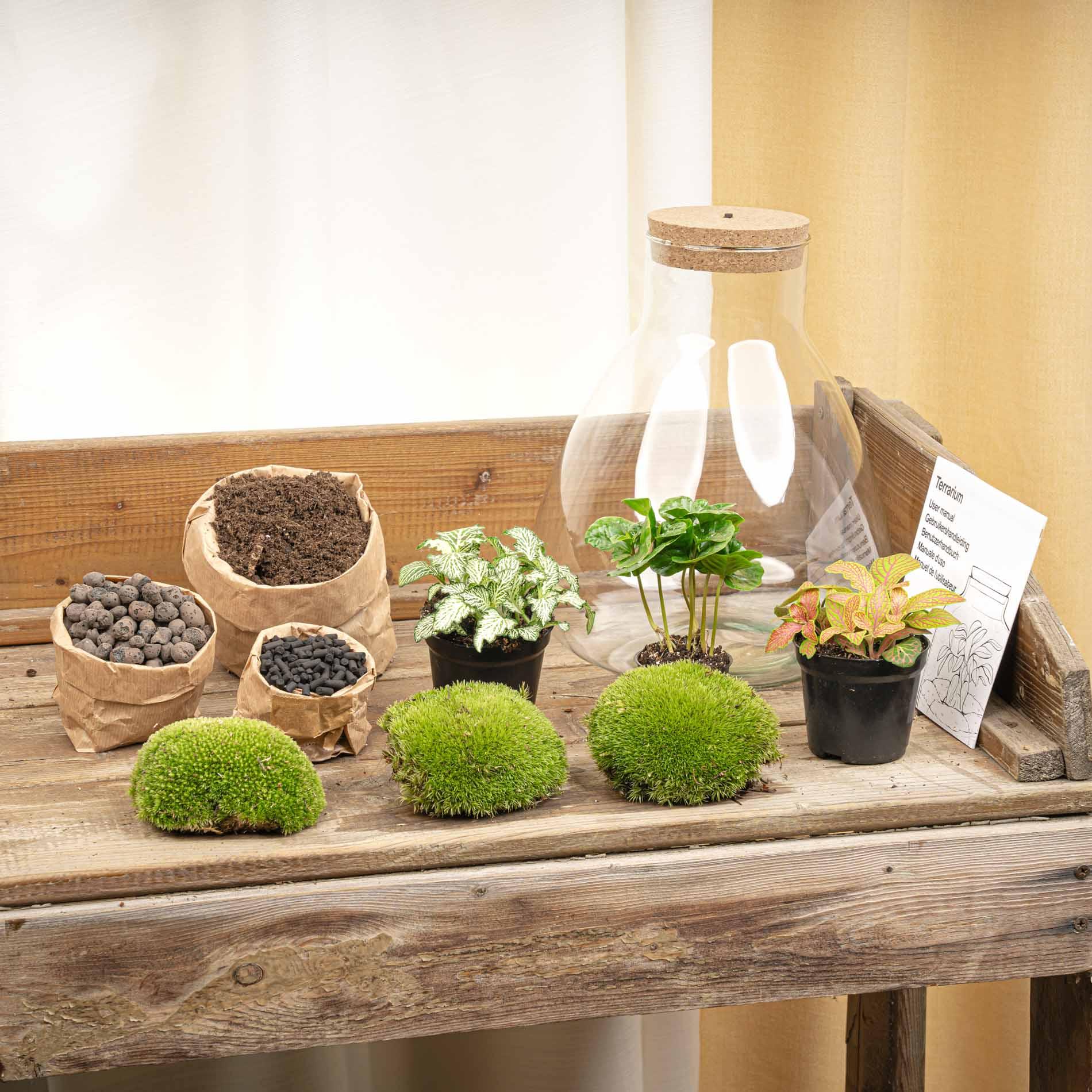DIY terrarium - Sam Coffea met lamp - ↕ 30 cm - Normal (8720726958301)