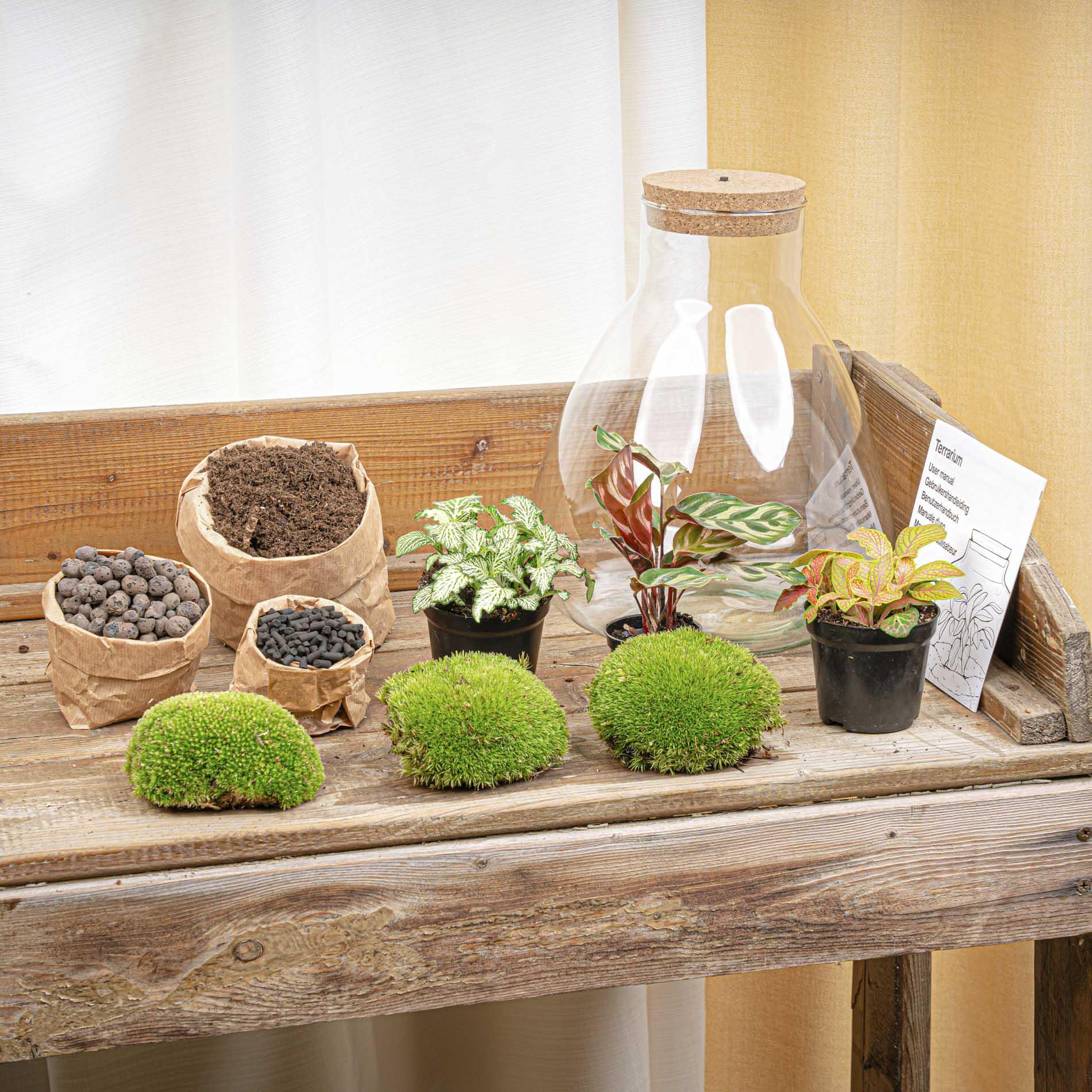 DIY terrarium - Sam Calathea with Light - ↕ 30 cm - Normal (8720726958349)