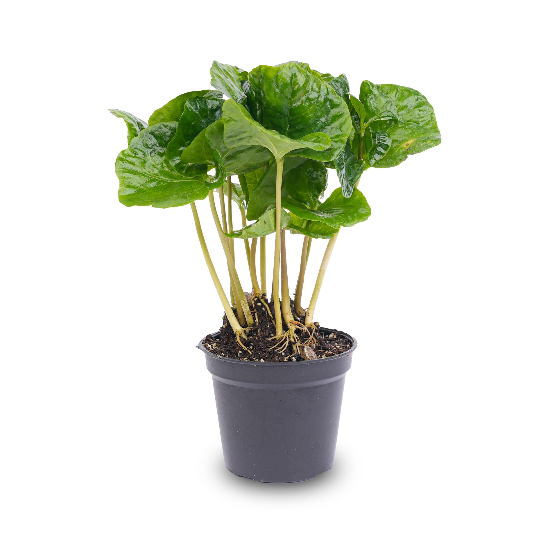 Coffea Arabica - Koffieplant - Terrarium plant - Potmaat 6 (8720872020853)