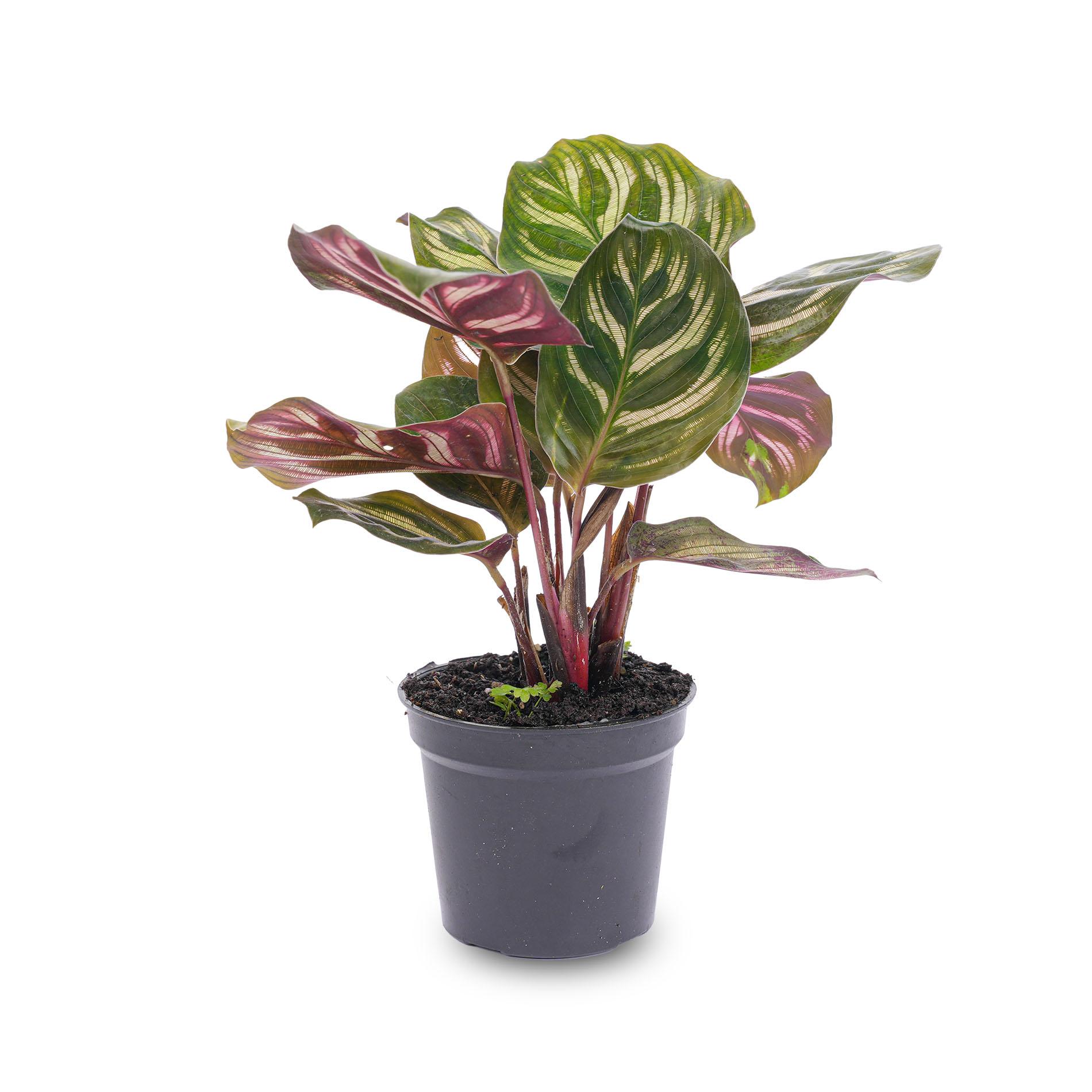 Calathea Makoyana - Pauwenplant - Terrarium plant - Potmaat 6 (8720872020846)