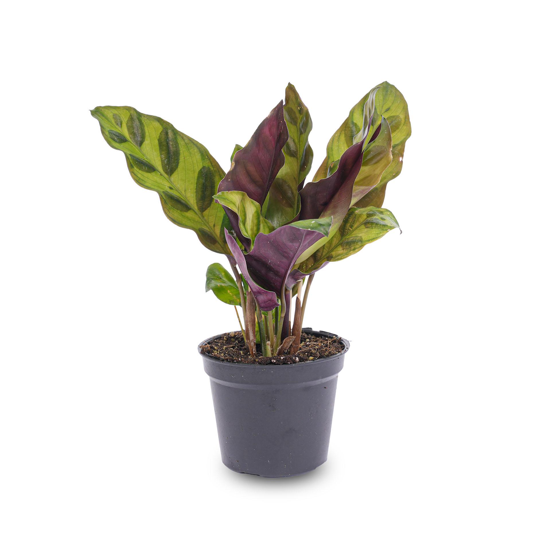Calathea Lancifolia - Pauwenplant - Terrarium plant - Potmaat 6 (8720872020839)