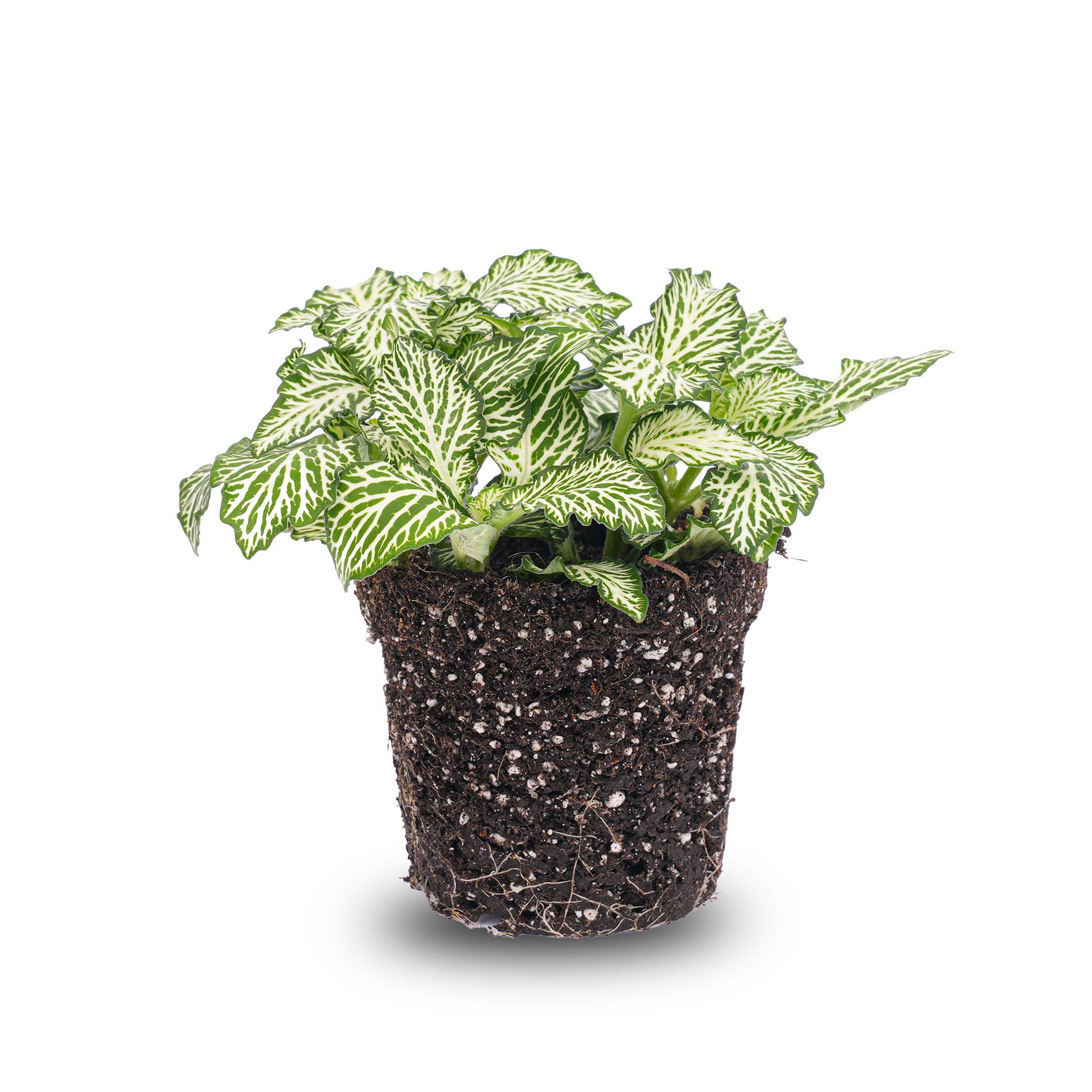Fittonia Wit - White Tiger - Mozaiekplantje - Terrarium plant - Potmaat 8 (8720872020815)