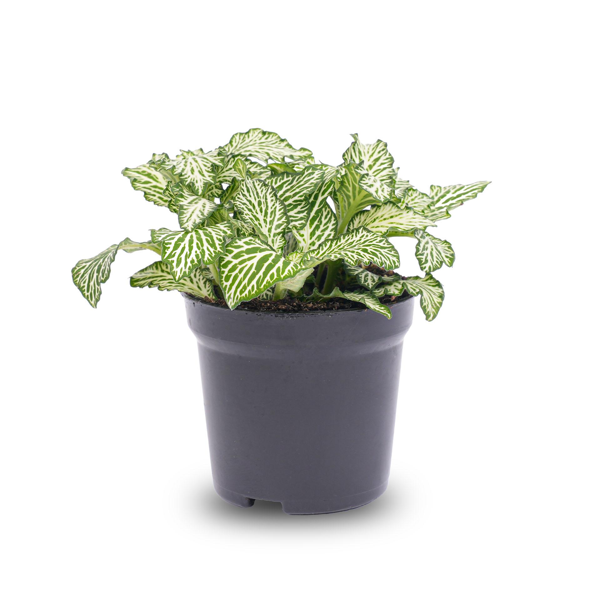 Fittonia Wit - White Tiger - Mozaiekplantje - Terrarium plant - Potmaat 8 (8720872020815)