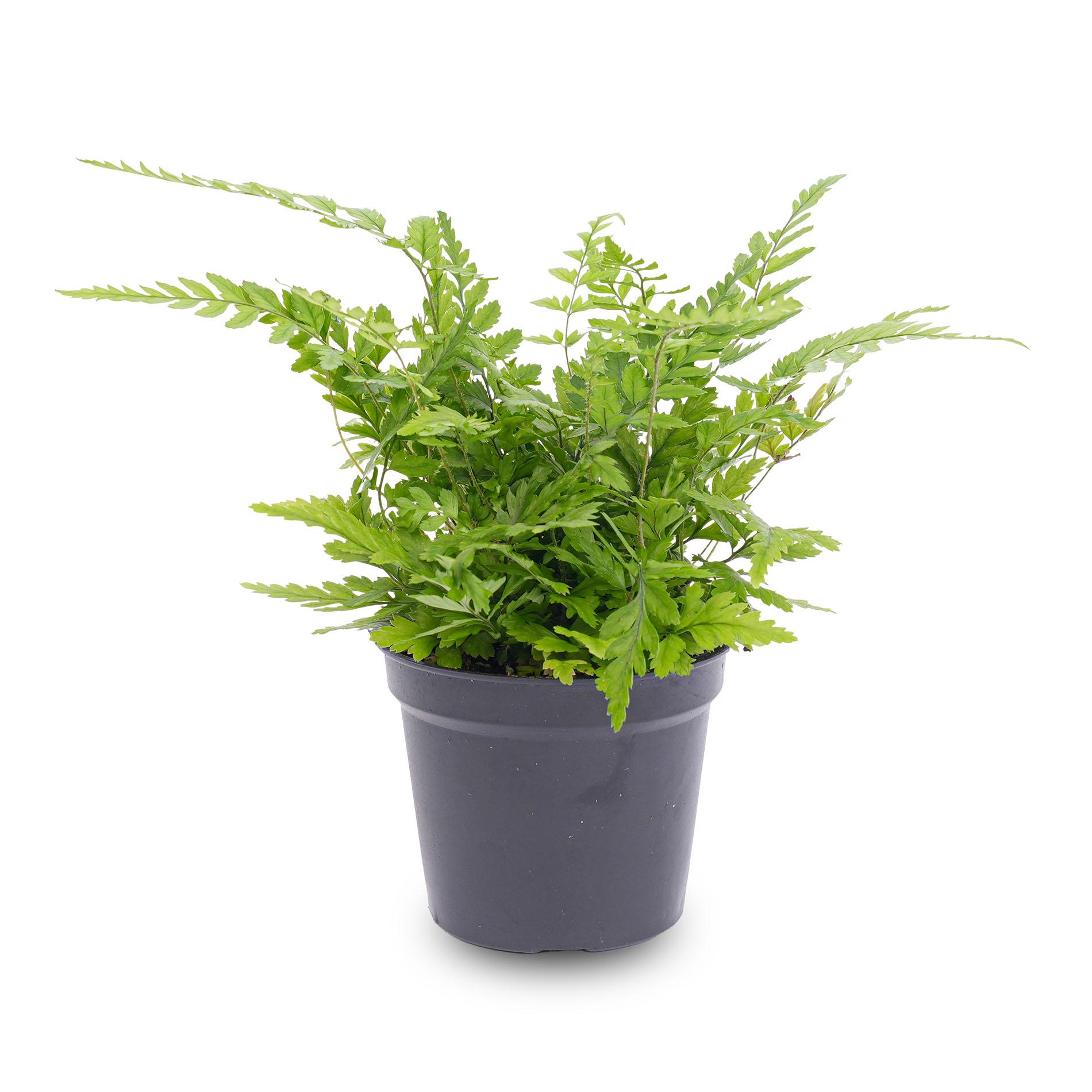 Varen - Athyrium spicatum - Terrarium plant - Potmaat 6 (8720872020860)