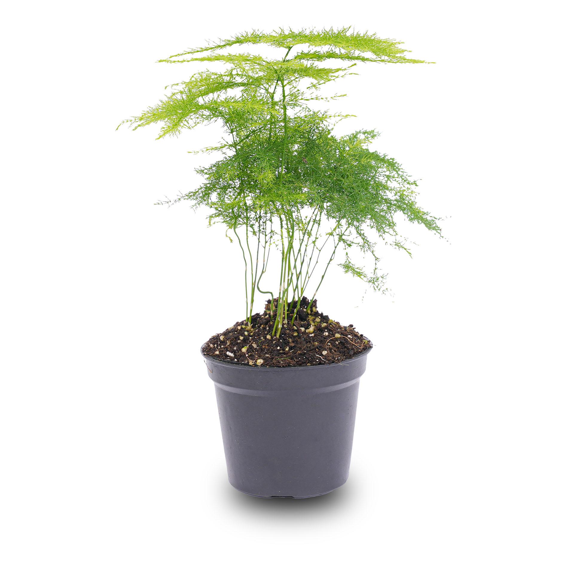 Asparagus Setaceuse Plumosus – Sierasperge - Terrarium plant - Potmaat 6 (8720872020822)