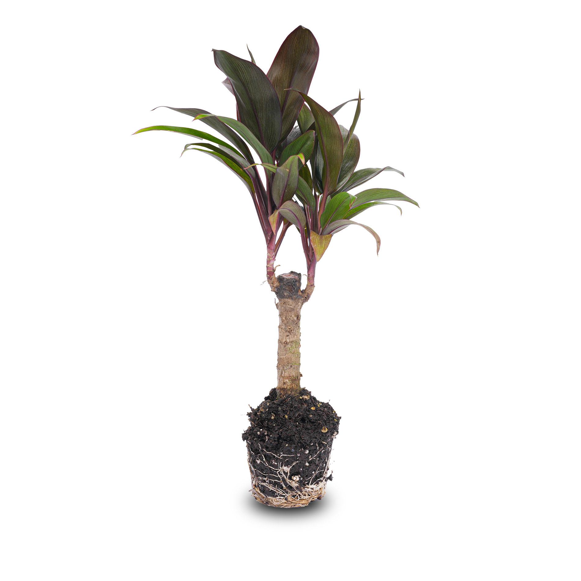 Mini-palm - Cordyline fruticosa 'Purple Compacta' - Terrarium plant - Potmaat 6 (8720872020877)