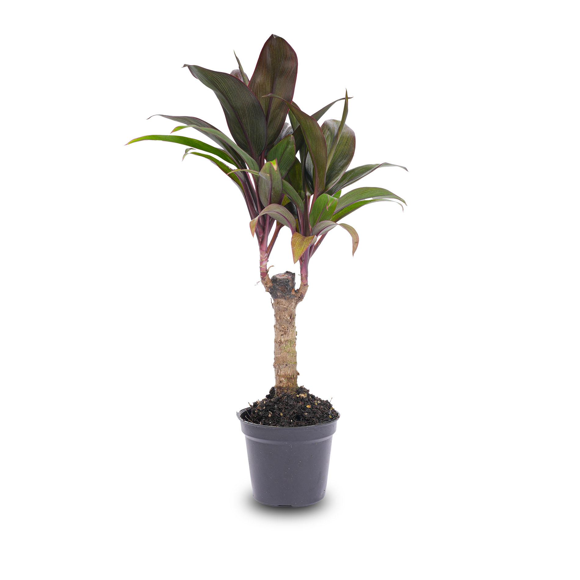 Mini-palm - Cordyline fruticosa 'Purple Compacta' - Terrarium plant - Potmaat 6 (8720872020877)