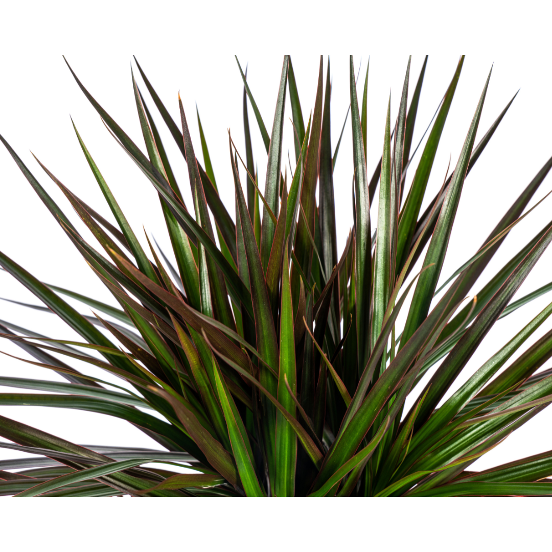 Dracaena Marginata Magenta (4250308316884)