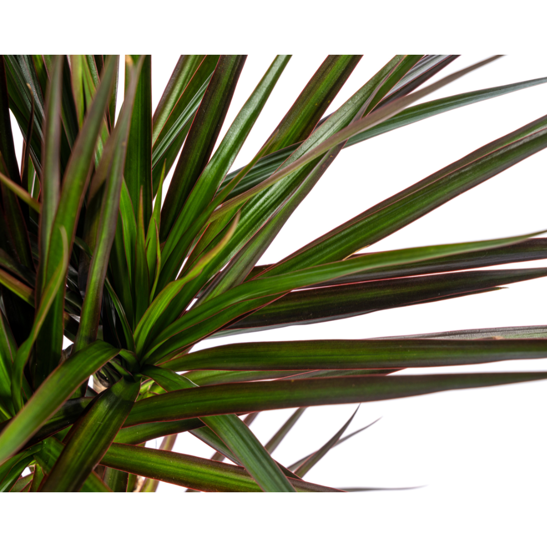 Dracaena Marginata Magenta (4250308316884)