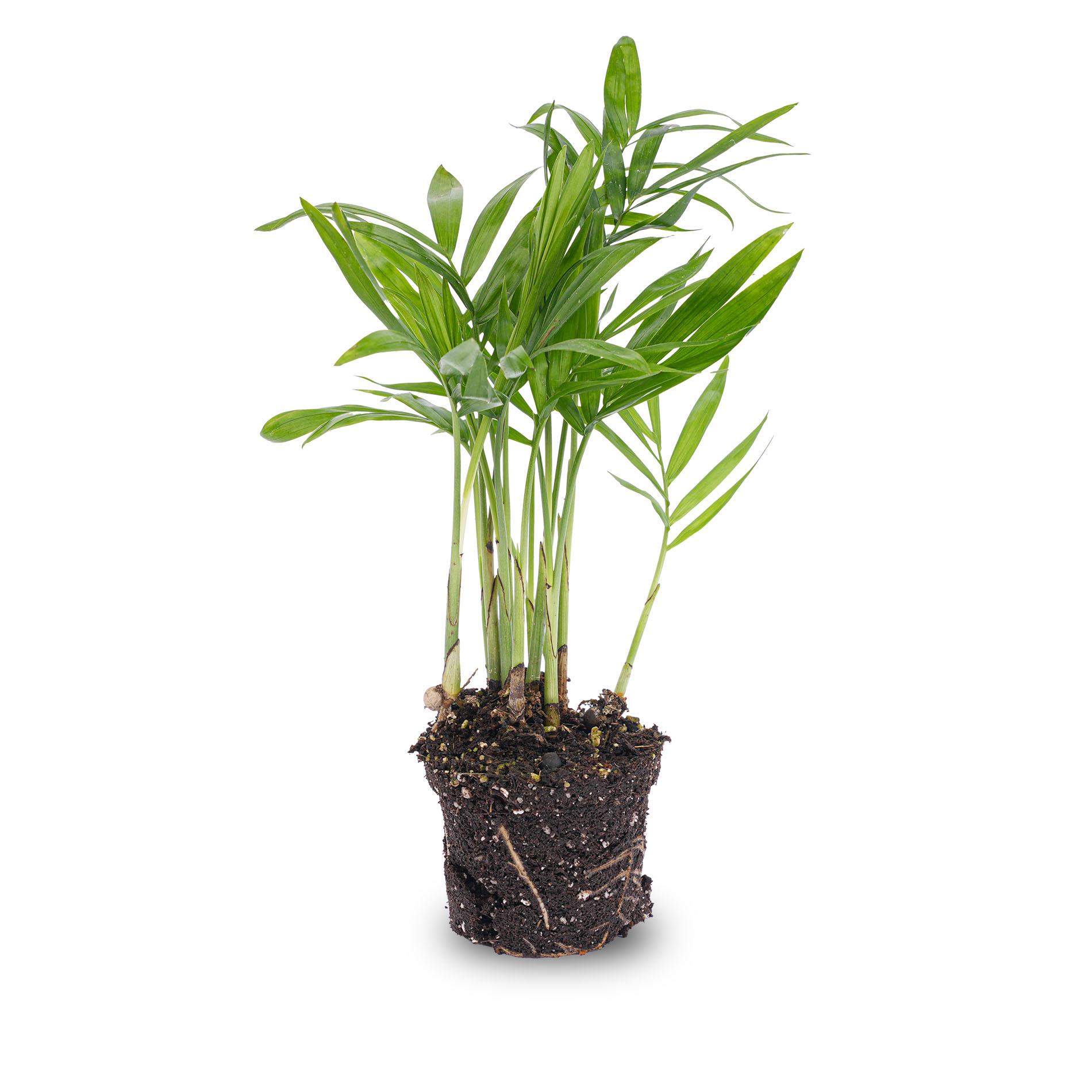 Parlour Palm - Chamaedorea elegans 'baby' - Terrarium plant - potmaat 6 (8720872022499)
