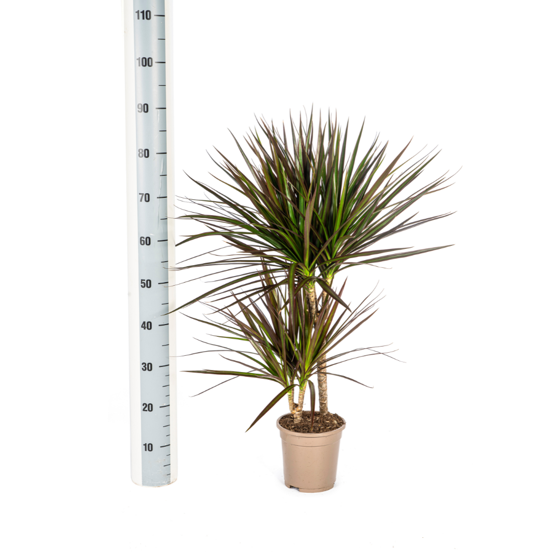 Dracaena Marginata Magenta (4250308316884)