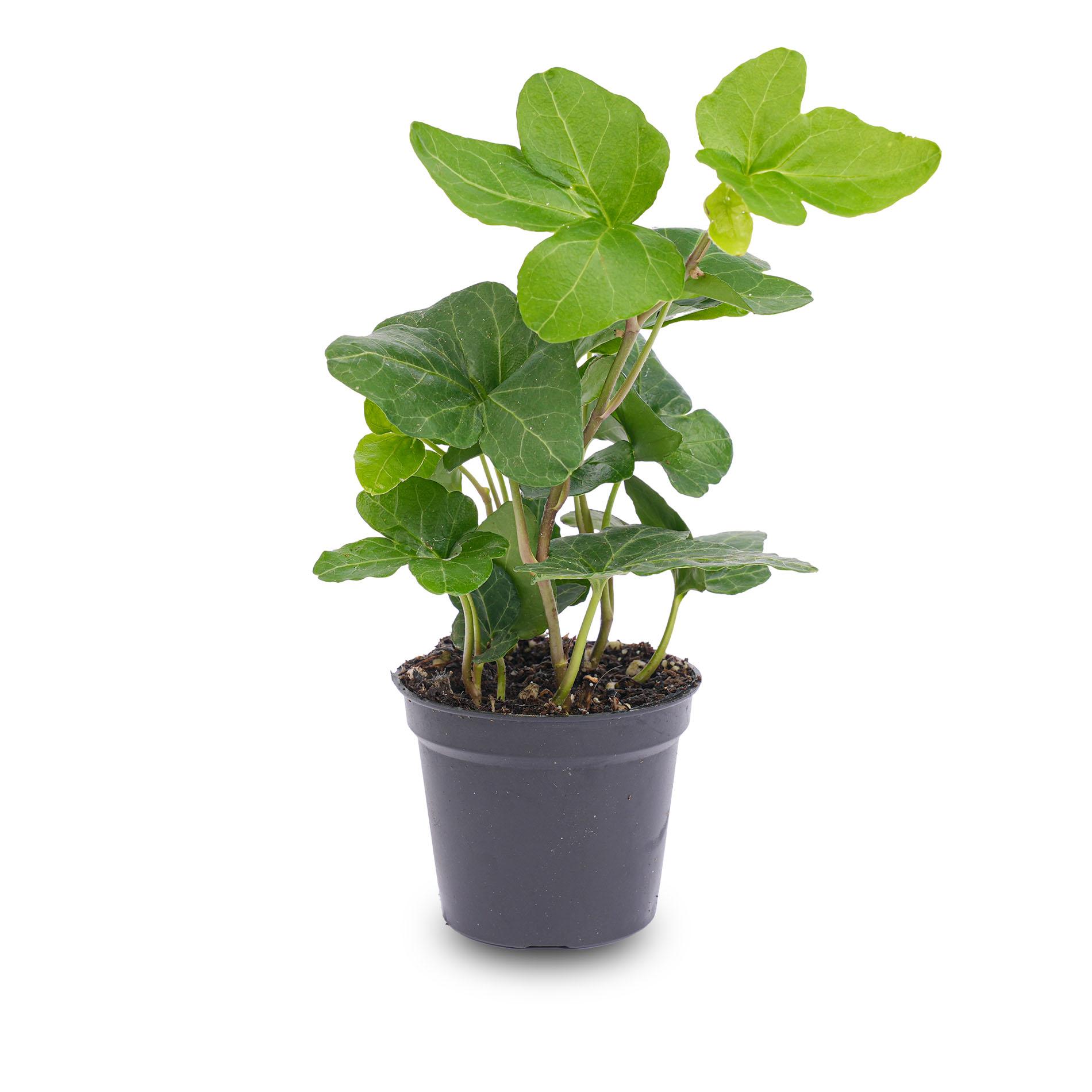 Hedera helix - Ø 6 cm - Houseplant & Terrarium plant (8720872022703)