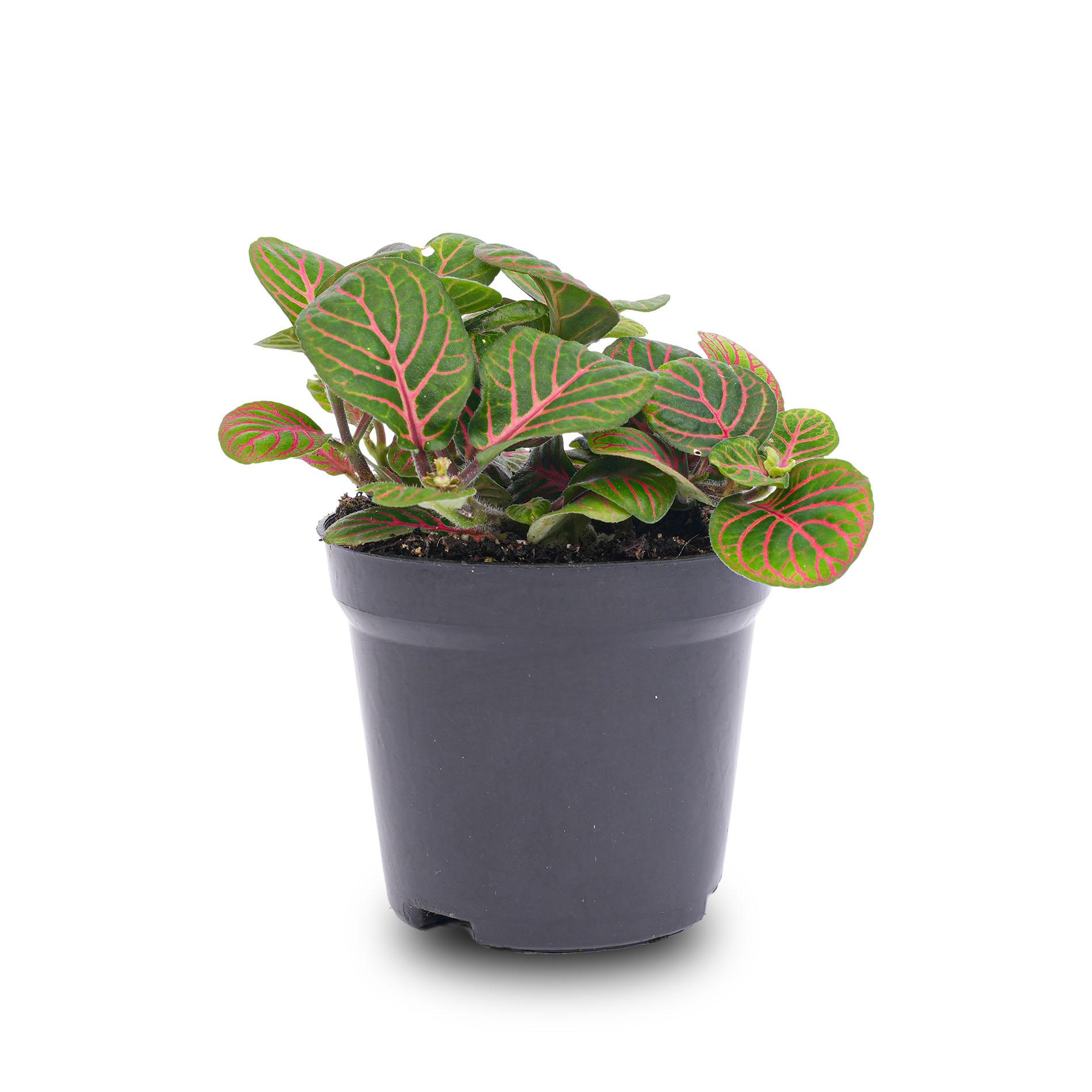 Fittonia Bubble Red - Red and green - Mosaic plant - potmaat 8 (8720872022666)