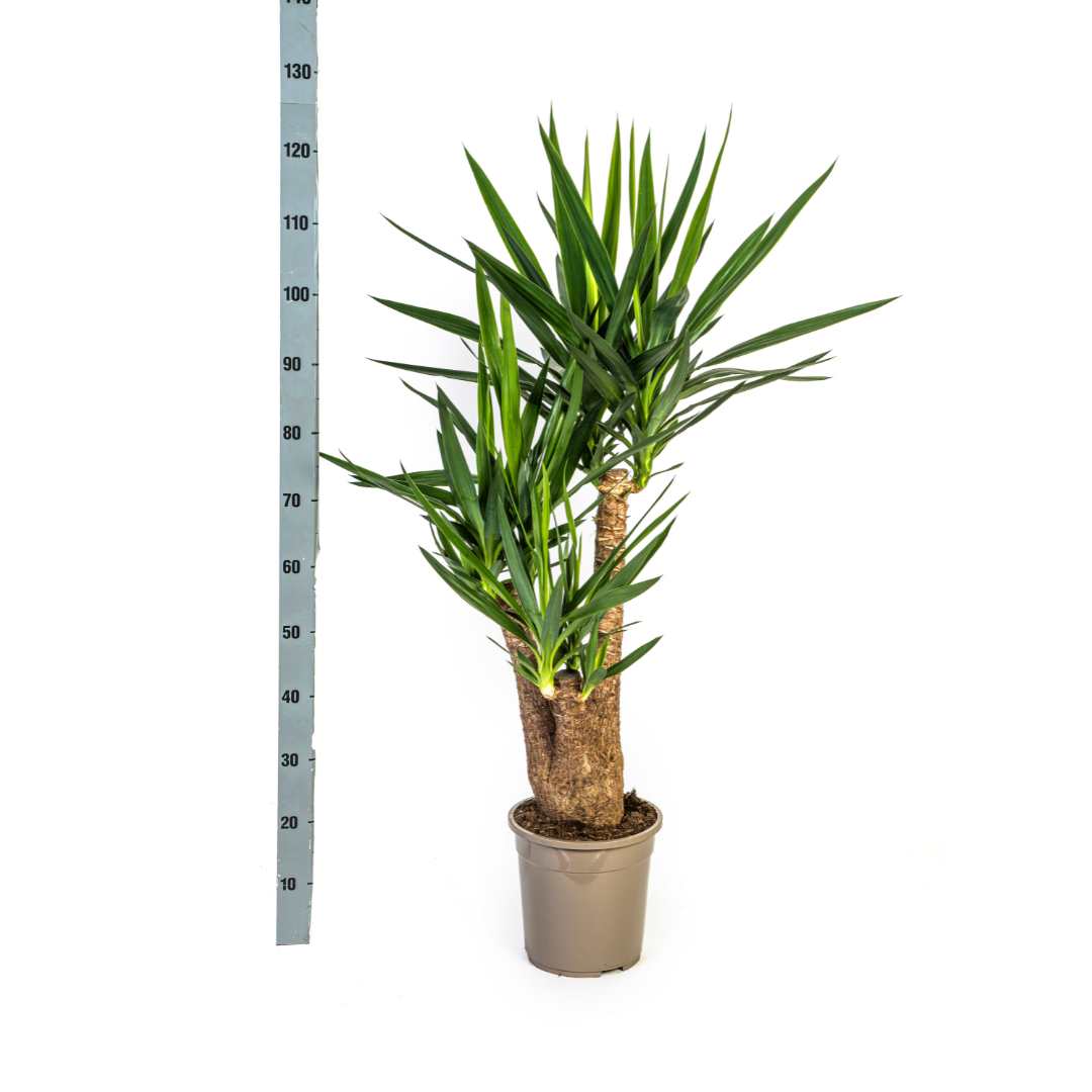Yucca Elephantipes (4250308315672)