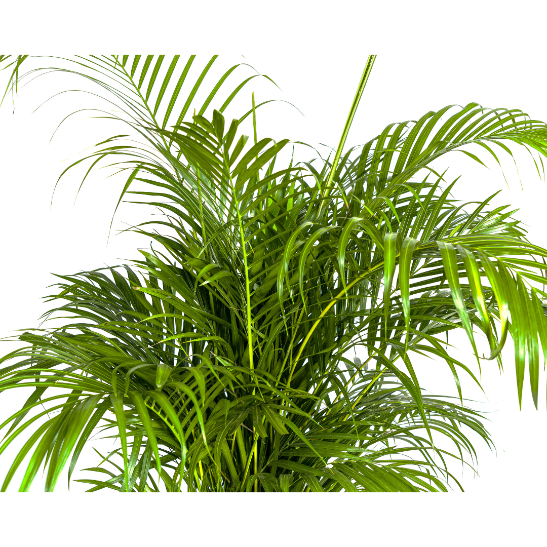 Dypsis lutescens (4250308315030)