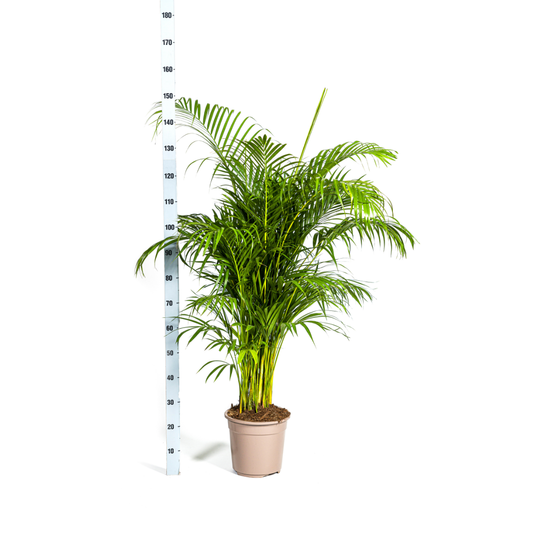 Dypsis lutescens (4250308315030)