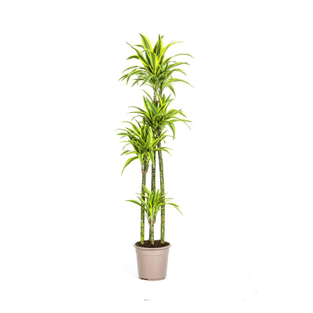 Dracaena Deremensis Lemon Lime (4250308312671)