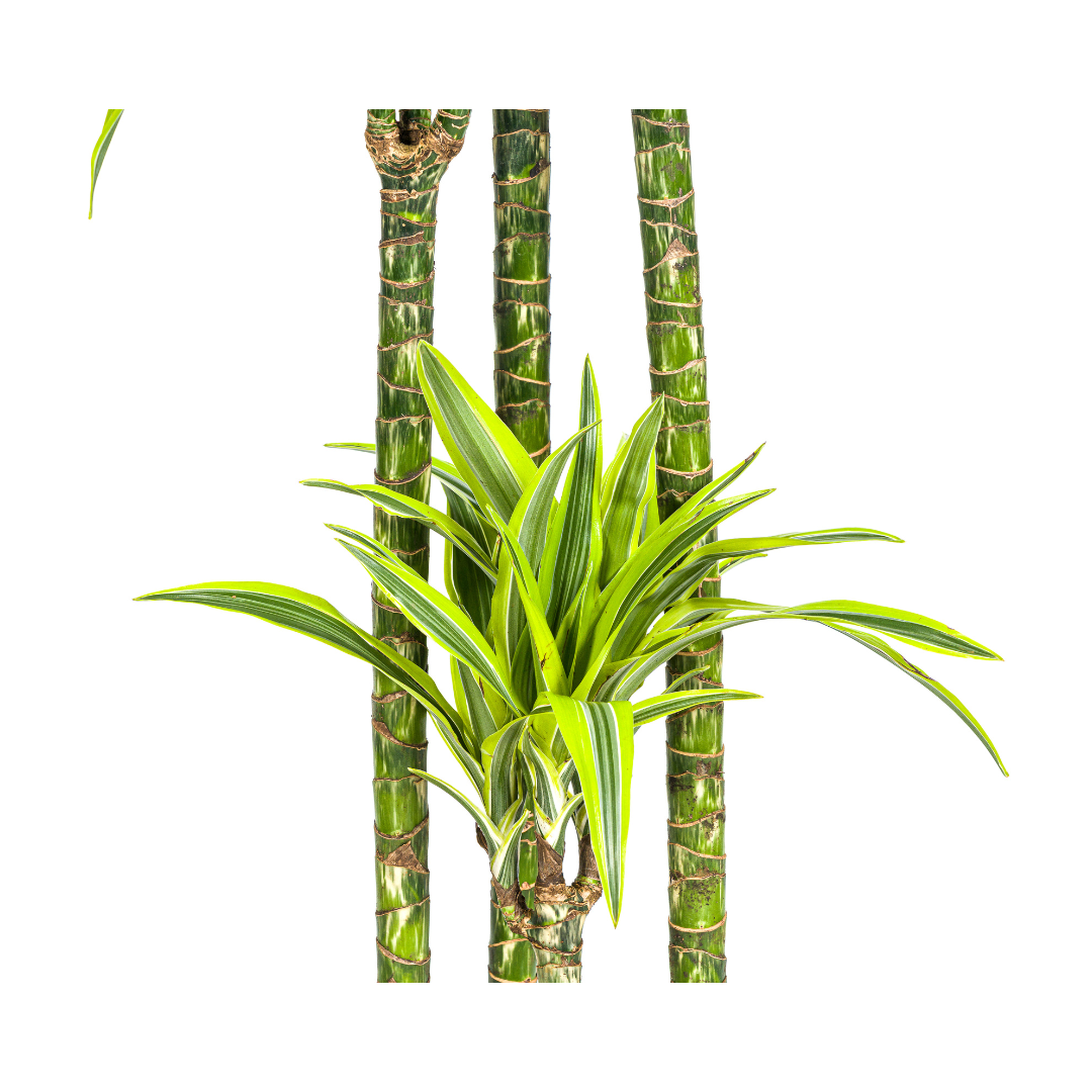 Dracaena Deremensis Lemon Lime (4250308312671)