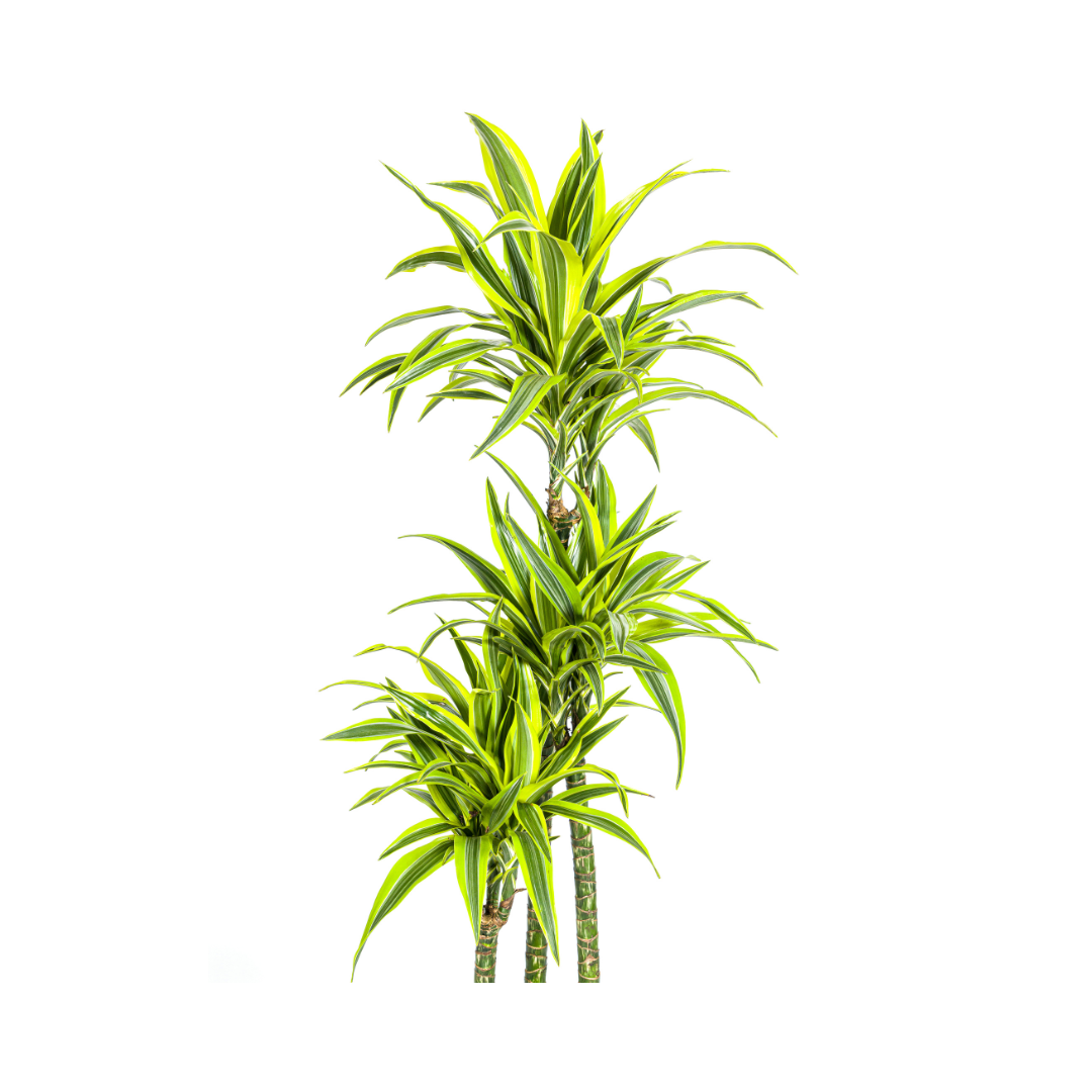 Dracaena Deremensis Lemon Lime (4250308312671)