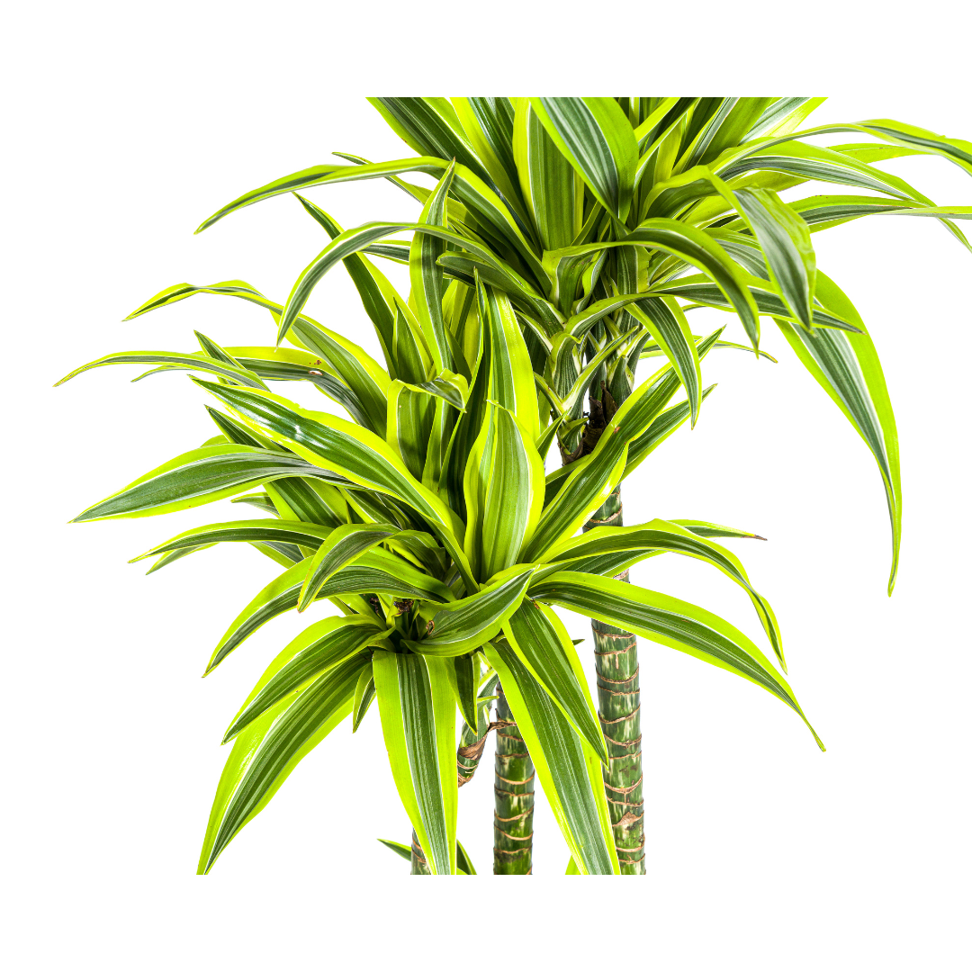 Dracaena Deremensis Lemon Lime (4250308312671)