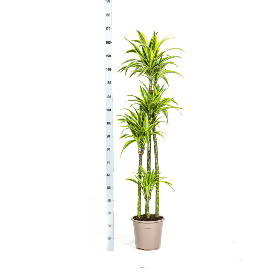 Dracaena Deremensis Lemon Lime (4250308312671)