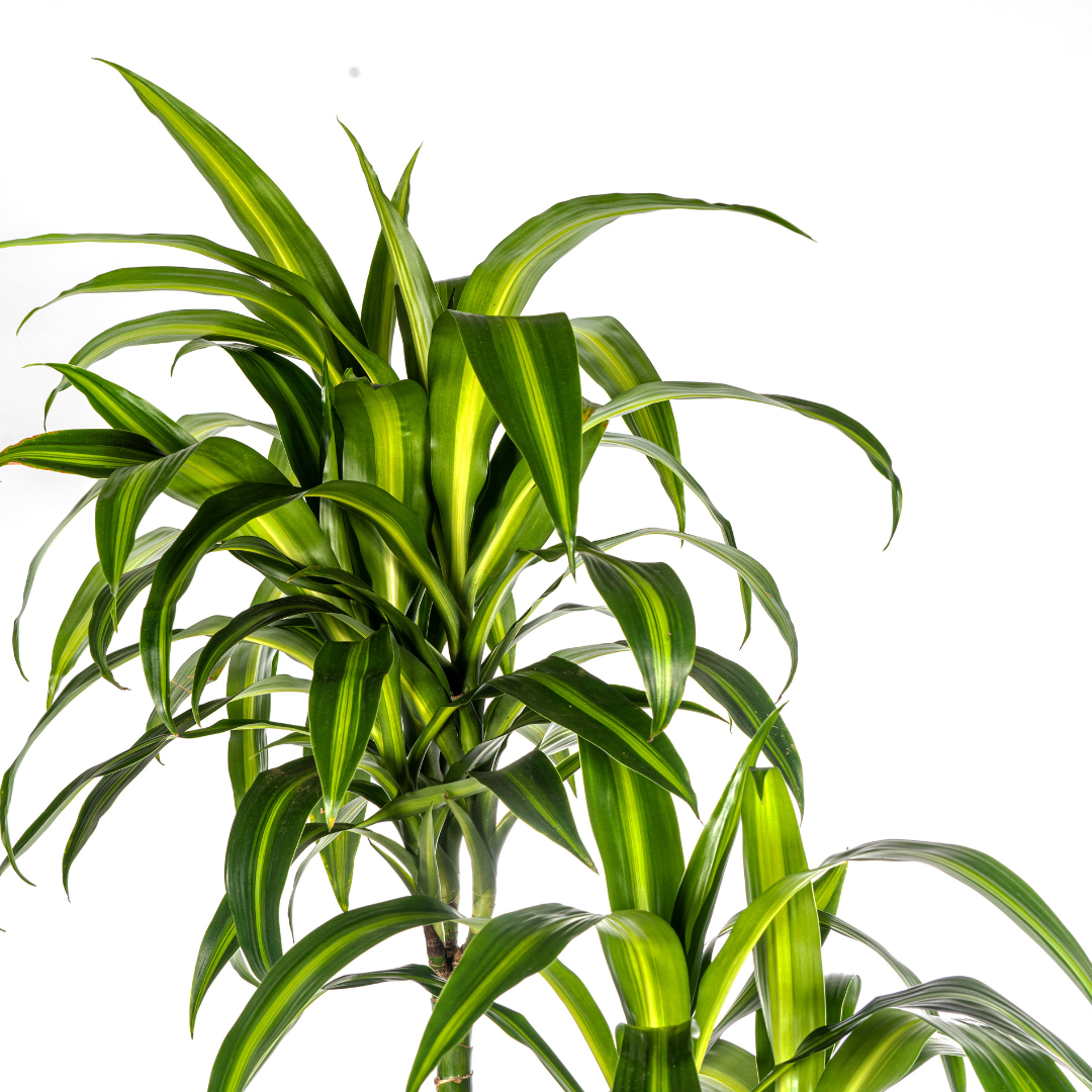 Dracaena Deremensis Hawaiian Sunshine (4250308312831)