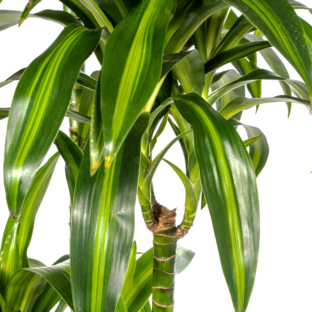 Dracaena Deremensis Hawaiian Sunshine (4250308312831)