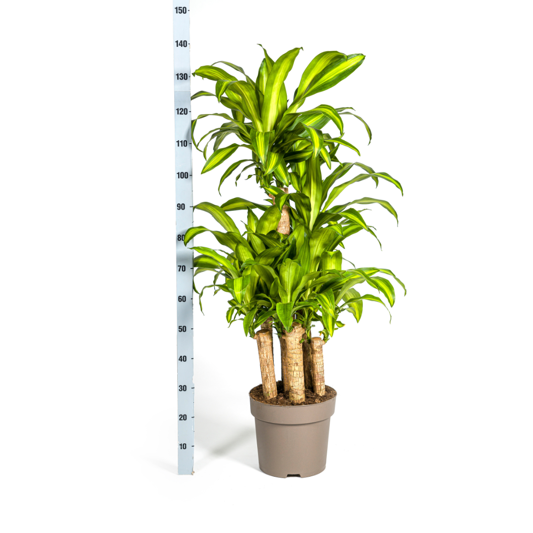 Dracaena Fragrans Massangeana Karussell (4250308314392)