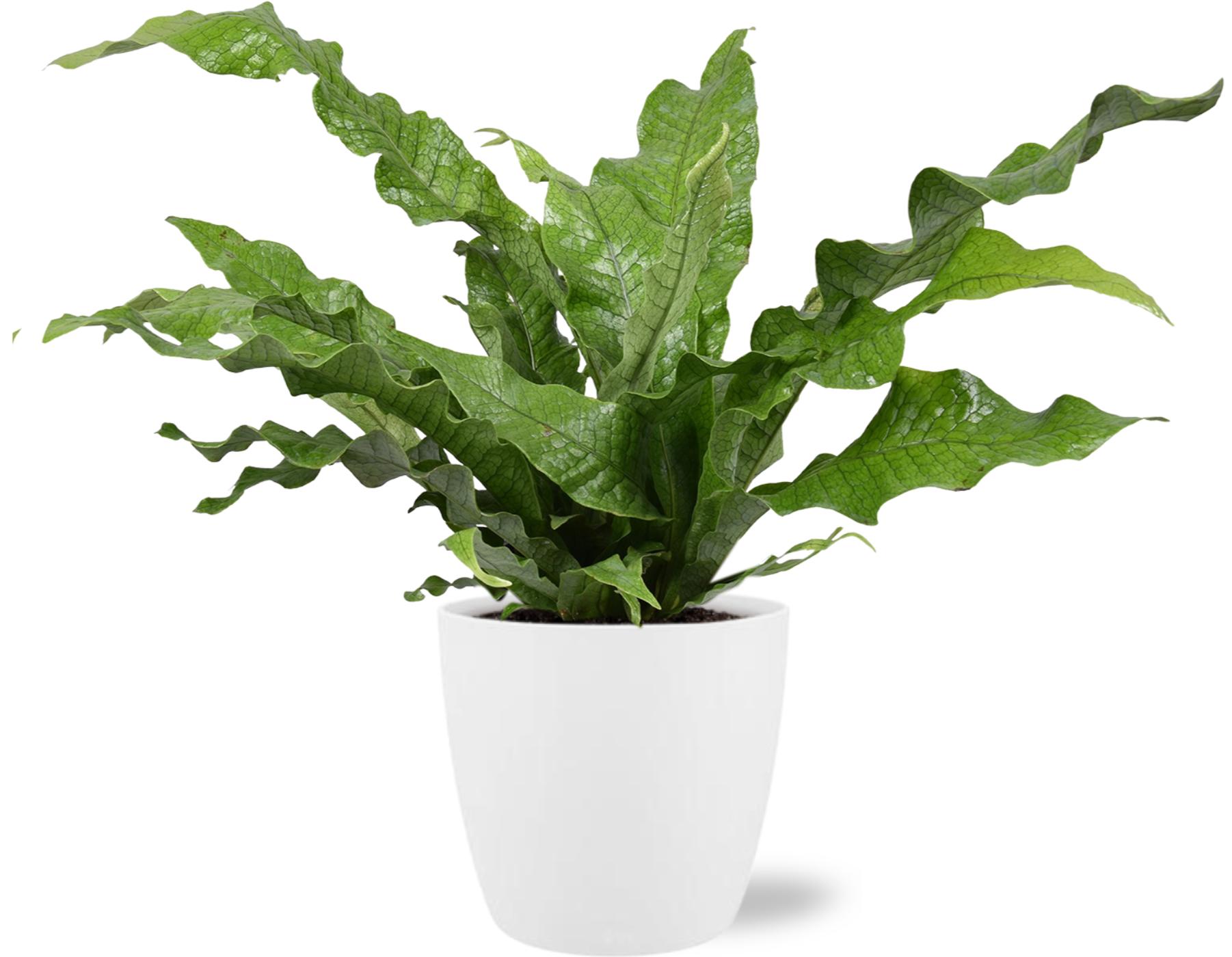 Microsorum Diversifolium - Pot Brussels D18x17cm - Wit (43233)