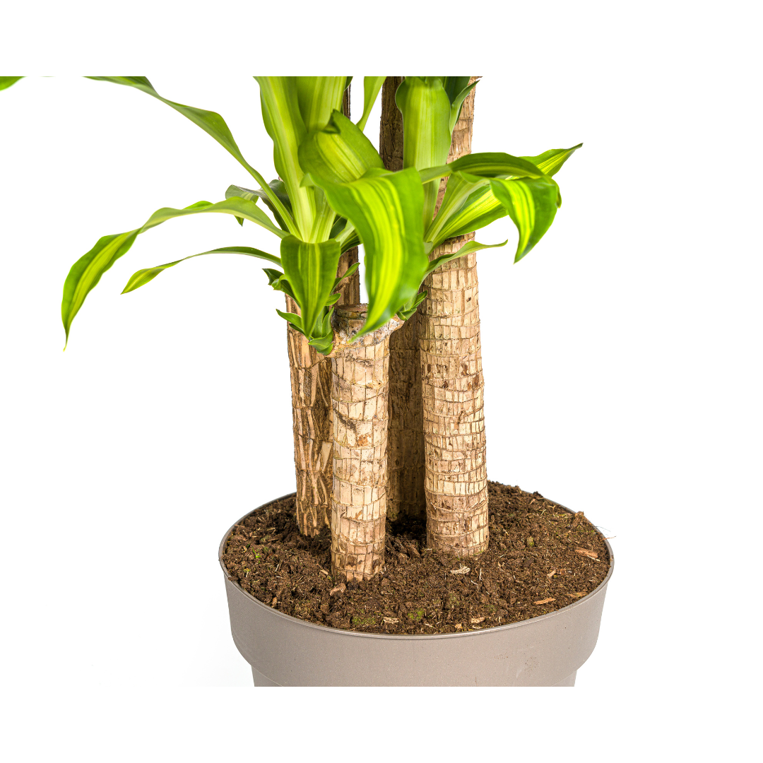 Dracaena Fragrans Massangeana (4250308312909)