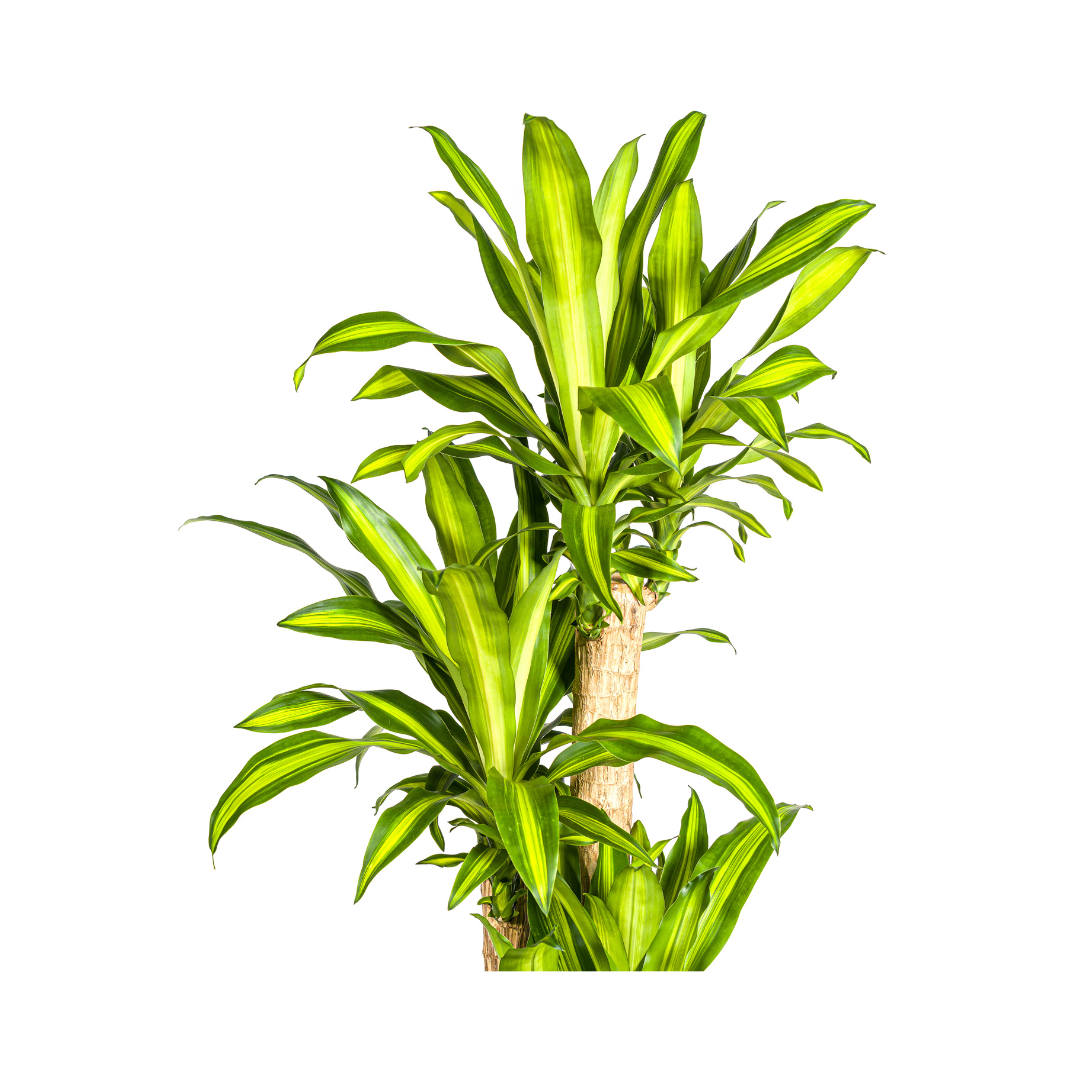 Dracaena Fragrans Massangeana (4250308312909)