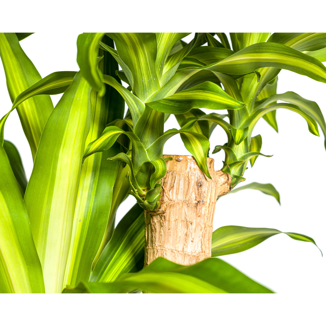 Dracaena Fragrans Massangeana (4250308312909)