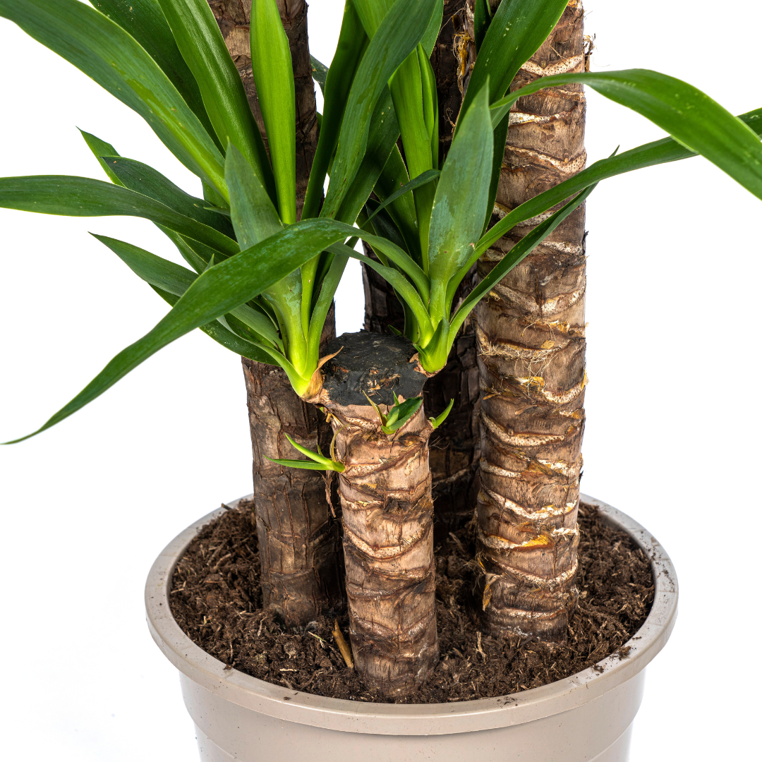 Yucca Elephantipes (4250308315610)