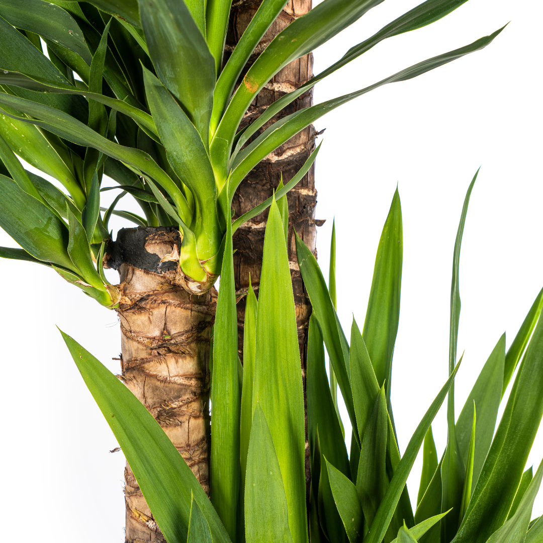 Yucca Elephantipes (4250308315610)