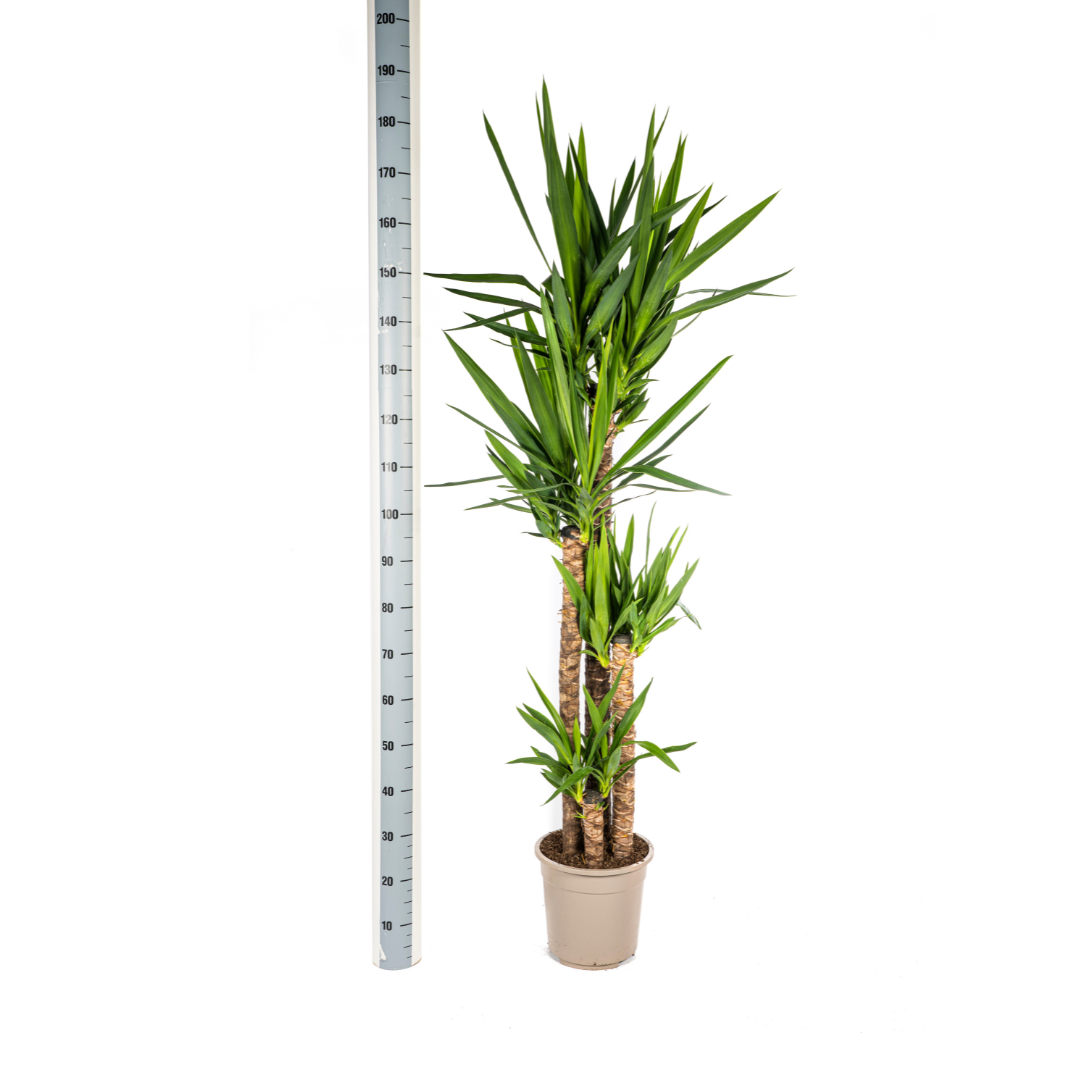 Yucca Elephantipes (4250308315610)