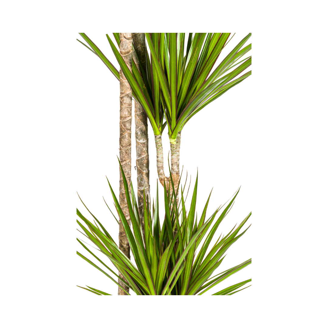 Dracaena Marginata Green (4250308314491)