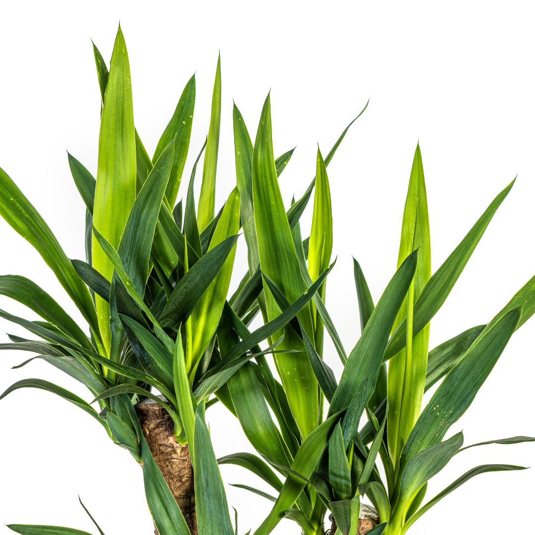 Yucca Elephantipes (4250308315665)