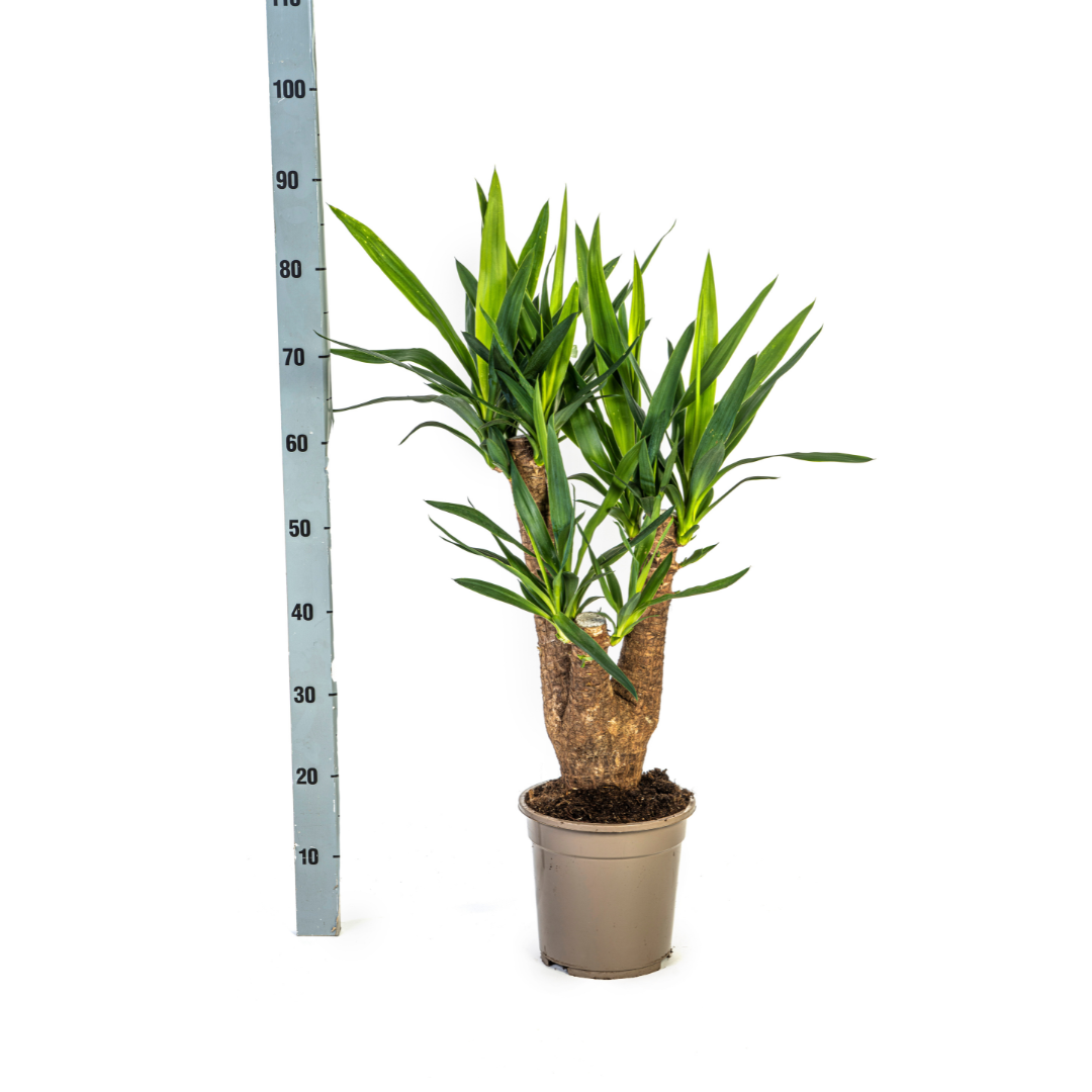 Yucca Elephantipes (4250308315665)